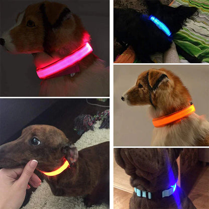 Brilliantly Safe, Uniquely Stylish: LED Collars for Your Dog