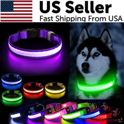 Brilliantly Safe, Uniquely Stylish: LED Collars for Your Dog