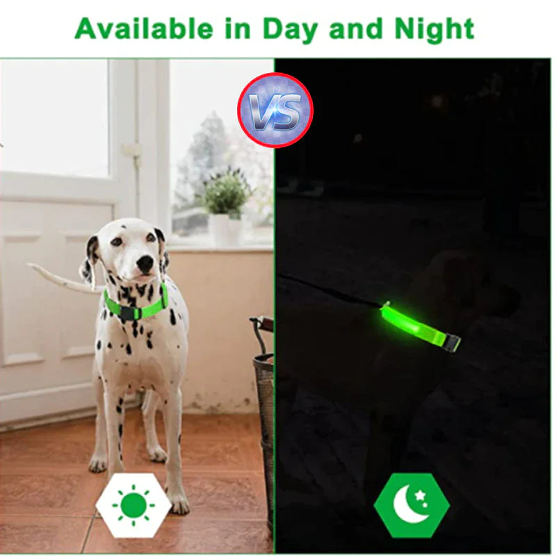 Brilliantly Safe, Uniquely Stylish: LED Collars for Your Dog