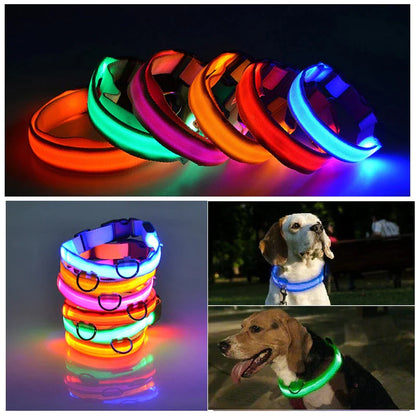 Brilliantly Safe, Uniquely Stylish: LED Collars for Your Dog