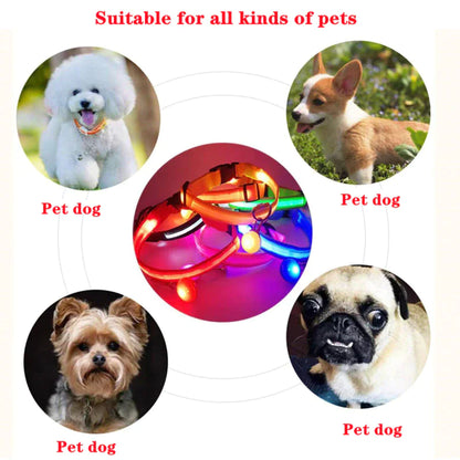 Brilliantly Safe, Uniquely Stylish: LED Collars for Your Dog